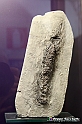 VBS_9062 - Museo Paleontologico - Asti